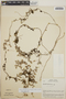 Sphyrospermum buxifolium image