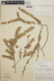 Sphyrospermum buxifolium image