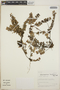 Sphyrospermum buxifolium image