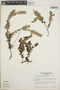 Sphyrospermum buxifolium image