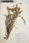Sphyrospermum buxifolium image