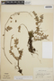 Sphyrospermum buxifolium image
