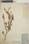 Sphyrospermum buxifolium image