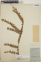 Sphyrospermum buxifolium image