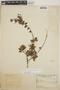Sphyrospermum buxifolium image
