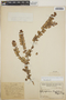 Sphyrospermum buxifolium image