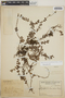 Sphyrospermum buxifolium image