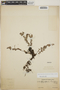 Sphyrospermum buxifolium image