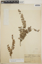 Sphyrospermum buxifolium image
