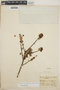 Sphyrospermum buxifolium image