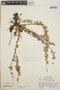 Sphyrospermum buxifolium image