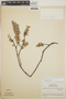 Sphyrospermum buxifolium image