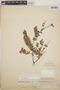 Sphyrospermum buxifolium image