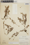 Sphyrospermum buxifolium image