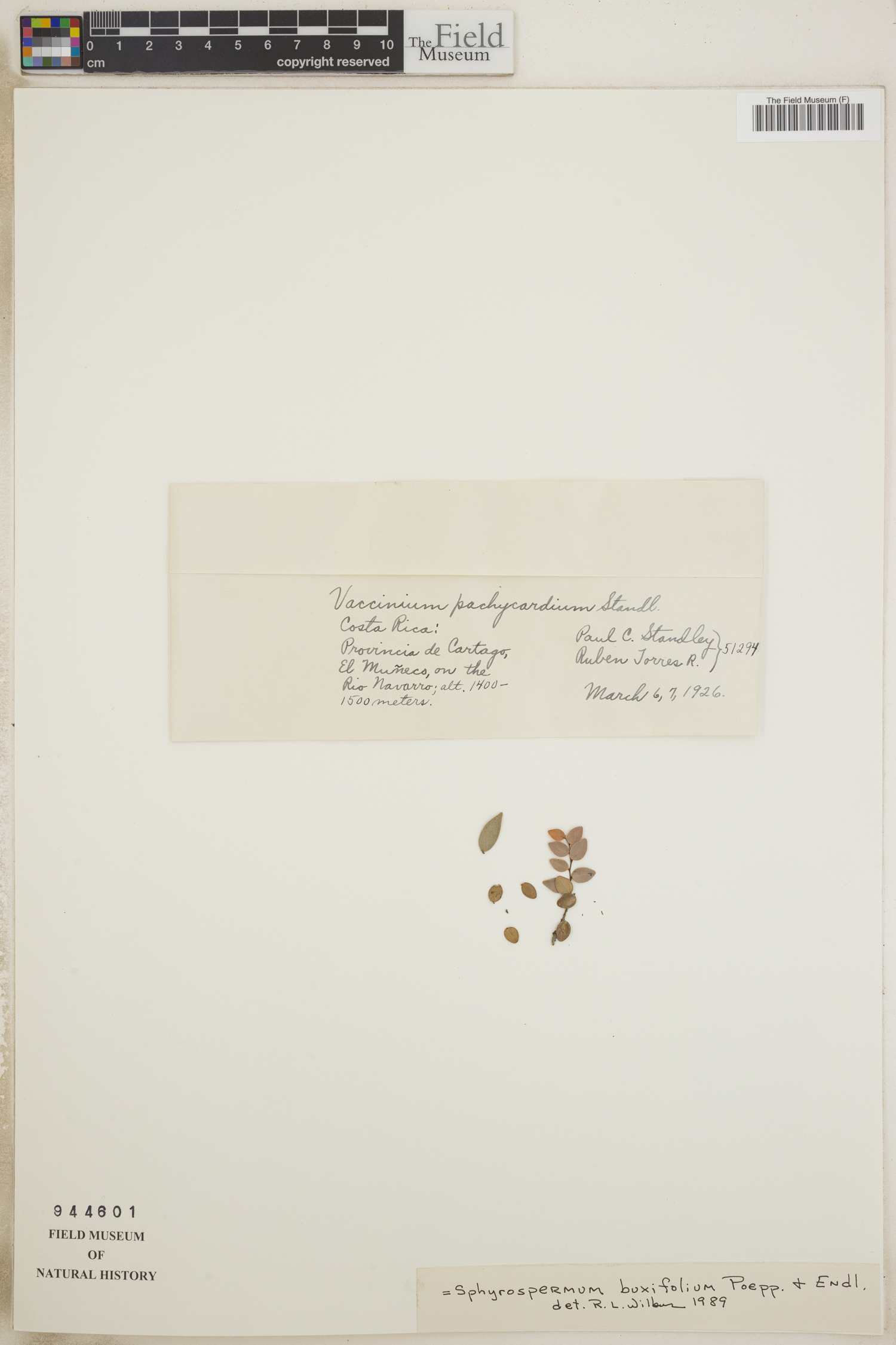 Sphyrospermum buxifolium image
