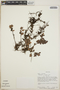 Sphyrospermum buxifolium image