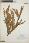 Sphyrospermum buxifolium image