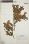 Sphyrospermum buxifolium image