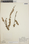Sphyrospermum buxifolium image