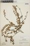 Sphyrospermum buxifolium image