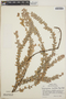 Sphyrospermum buxifolium image