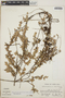 Sphyrospermum buxifolium image