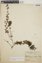 Sphyrospermum buxifolium image