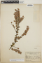 Sphyrospermum buxifolium image