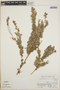 Sphyrospermum cordifolium image