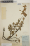 Sphyrospermum cordifolium image