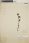 Sphyrospermum cordifolium image