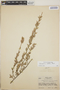 Sphyrospermum cordifolium image