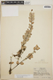 Sphyrospermum cordifolium image
