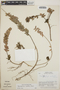 Sphyrospermum cordifolium image