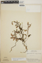 Sphyrospermum cordifolium image