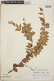 Sphyrospermum cordifolium image