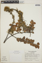 Sphyrospermum cordifolium image