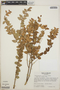 Sphyrospermum cordifolium image