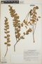 Sphyrospermum cordifolium image