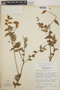 Sphyrospermum cordifolium image