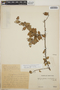 Sphyrospermum cordifolium image