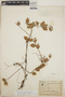Sphyrospermum cordifolium image