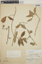 Sphyrospermum cordifolium image