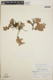 Sphyrospermum cordifolium image