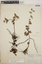 Sphyrospermum cordifolium image