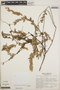 Themistoclesia smithiana image
