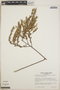 Themistoclesia smithiana image