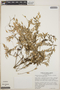Themistoclesia smithiana image