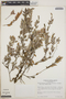 Themistoclesia smithiana image