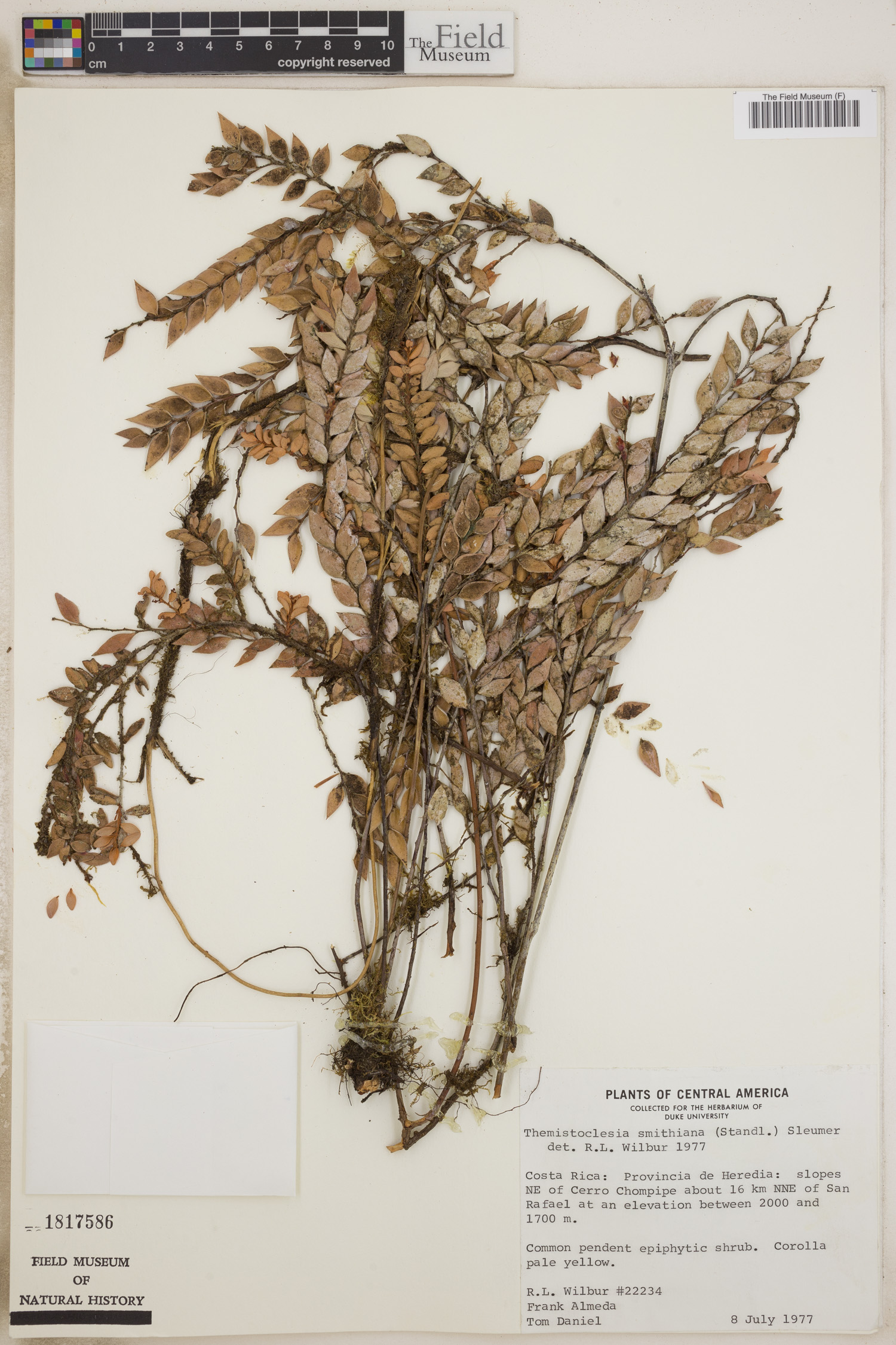 Themistoclesia smithiana image